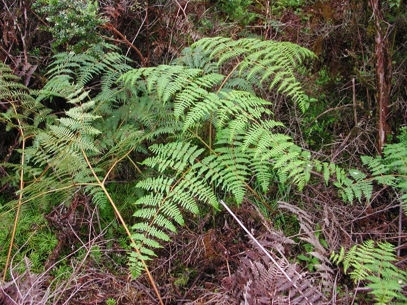 Dennstaedtiaceae Pteridium arachnoideum